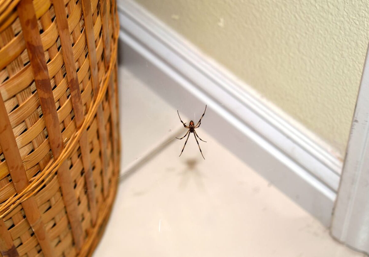 Spider on web between a basket and the wall and baseboard.