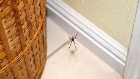 Spider on web between a basket and the wall and baseboard.